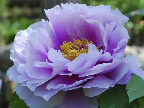 Peony Image