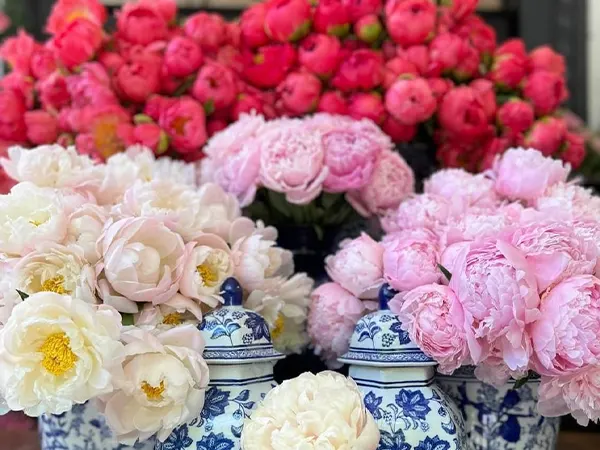 Peony Image