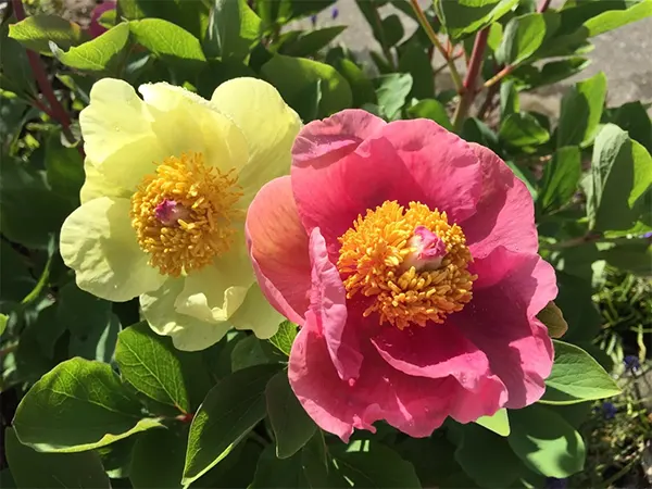 Peony Image