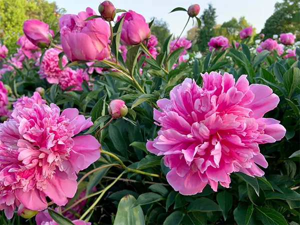 Peony flowers image