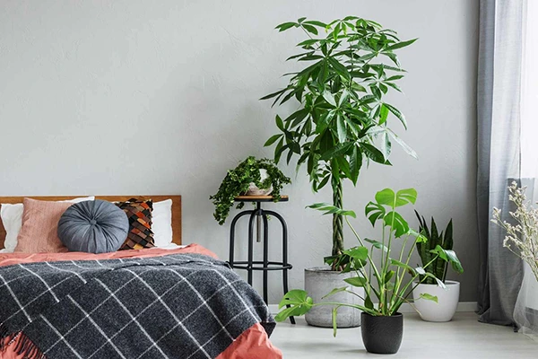 Philodendron
