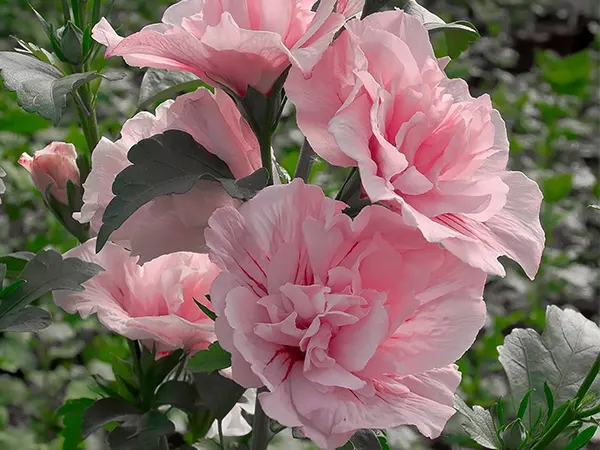 Pink Chiffon Rose Of Sharon Flower