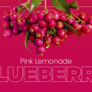 Pink Lemonade Blueberry