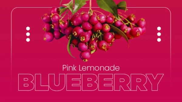Pink Lemonade Blueberry
