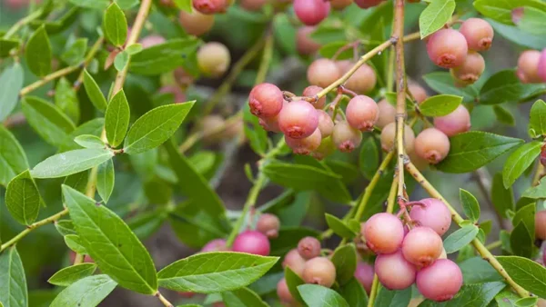Pink Lemonade Blueberry Image