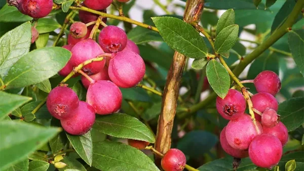 Pink Lemonade Blueberry Image