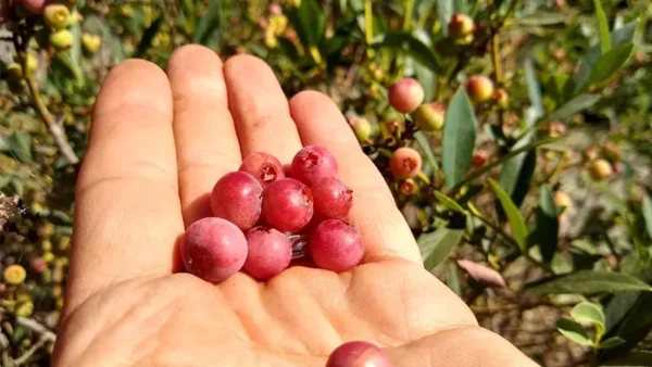Pink Lemonade Blueberry Image