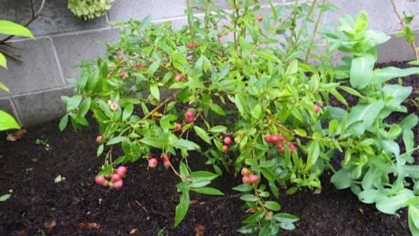 Pink Lemonade Blueberry Image