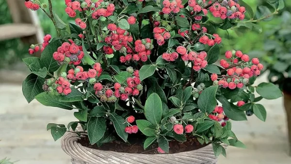 Pink Lemonade Blueberry Image