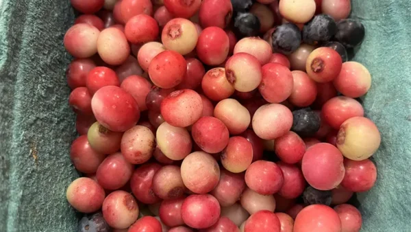 Pink Lemonade Blueberry Image