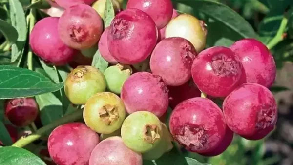 Pink Lemonade Blueberry Image