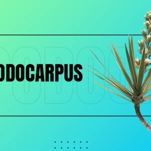 Podocarpus