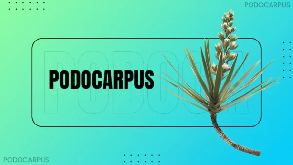 Podocarpus