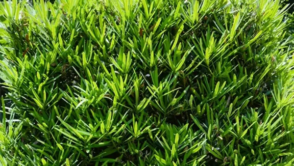 Podocarpus Image