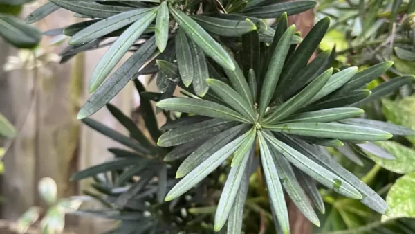 Podocarpus Image