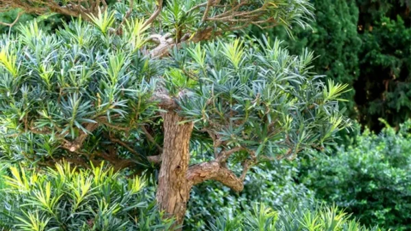Podocarpus Image