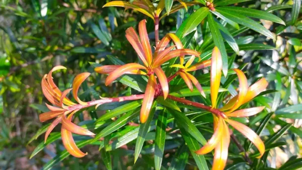 Podocarpus Image