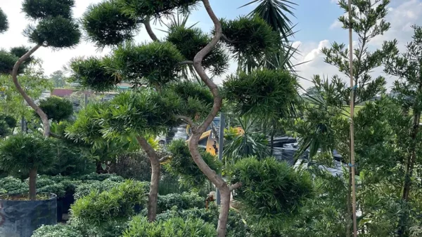 Podocarpus Image