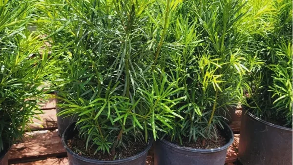 Podocarpus Image