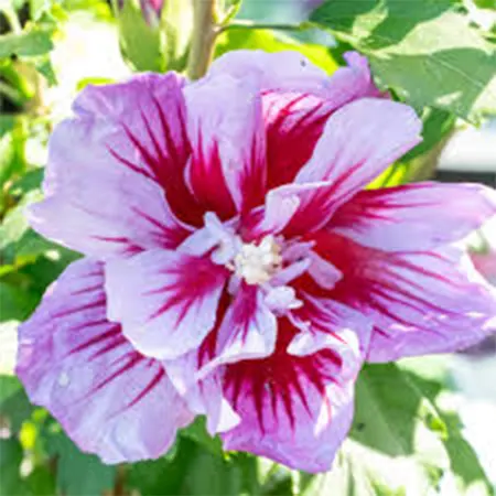 Purple Pillar
