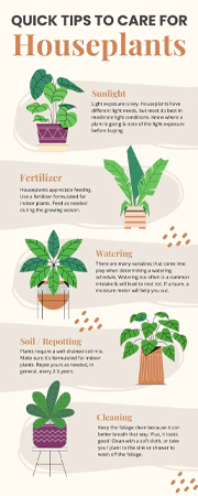 Quick tips to care for houseplant