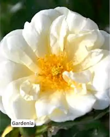 Rambling Rose