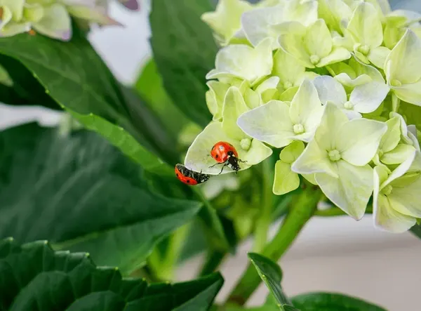 Rare insect pollination of green flowers