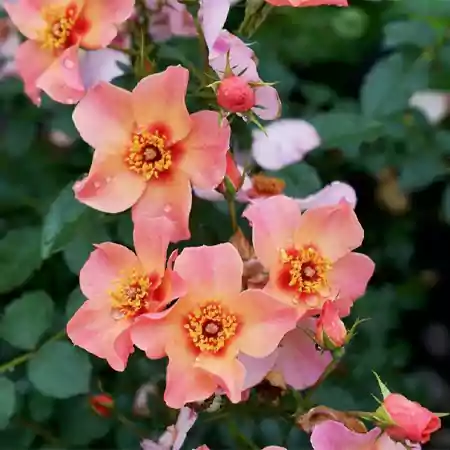 Rosa Ringo