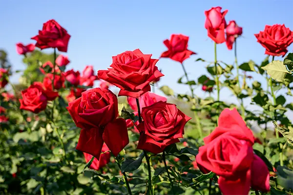 Rose-Image