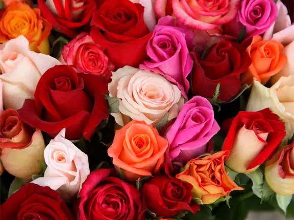 Rose-Image