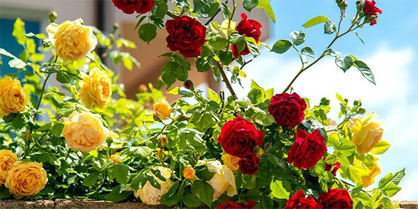 Rose-Image