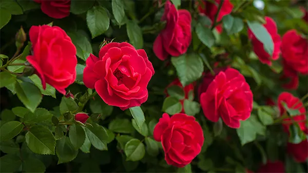 Rose Image