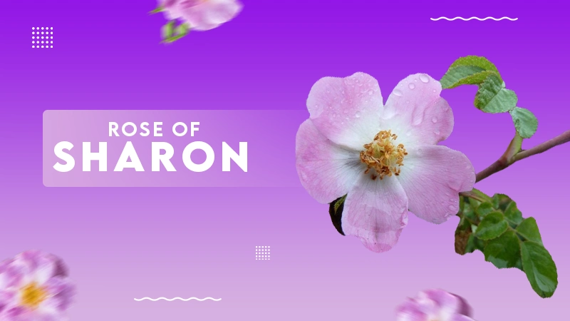 Rose Of Sharon
