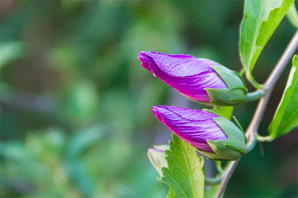 Rose Of Sharon Buds