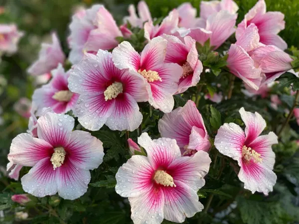 Rose Of Sharon Bush