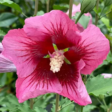 Rose of Sharon