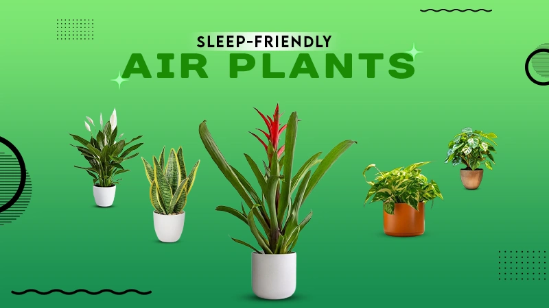 SLEEP FRIENDLY AIR PLANTS