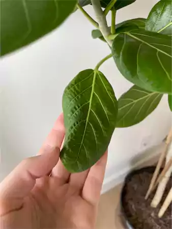 Small leaves of ficus audrey plant