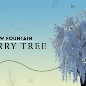 Snow Fountain Cherry tree