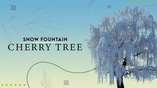 Snow Fountain Cherry tree