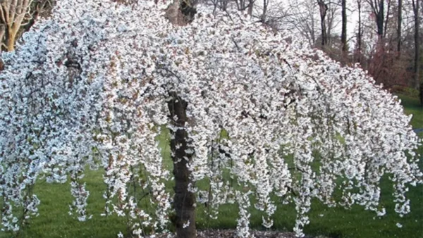 Snow Fountain Weeping Cherry Image