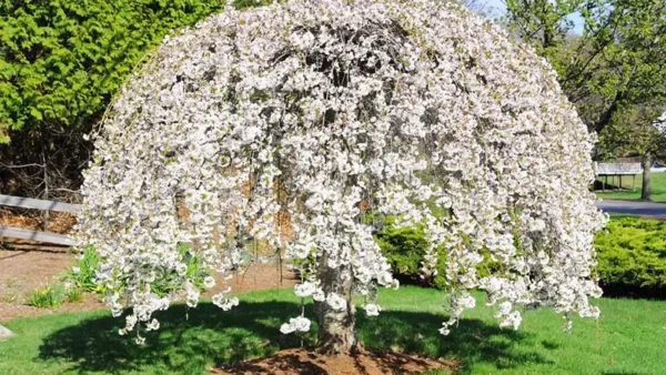 Snow Fountain Weeping Cherry Image