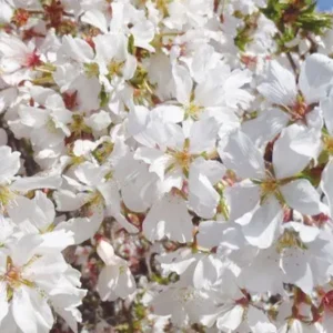 Snow Fountain Weeping Cherry Image