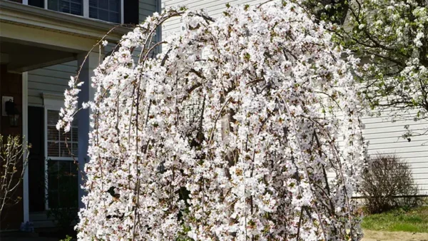 Snow Fountain Weeping Cherry Image