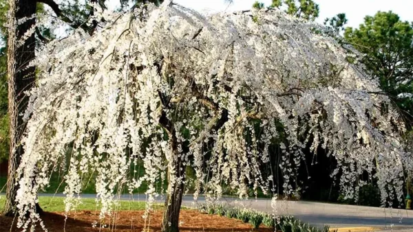 Snow Fountain Weeping Cherry Image