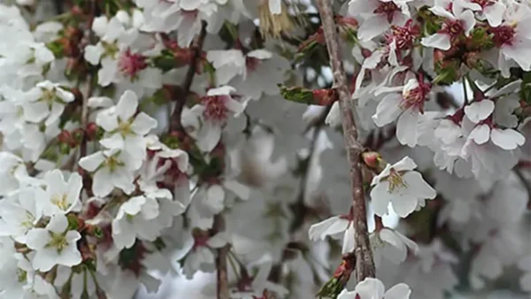 Snow Fountain Weeping Cherry Image