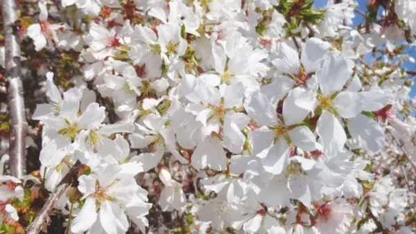 Snow Fountain Weeping Cherry Image