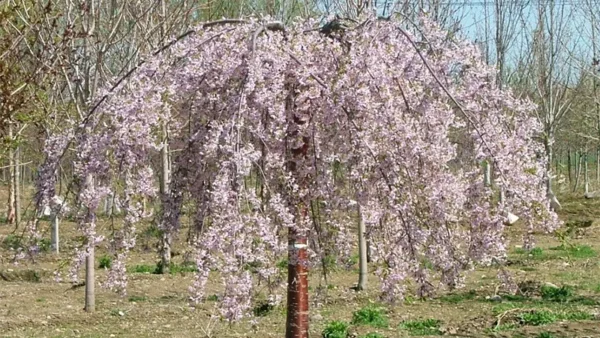 Snow Fountain Weeping Cherry Image