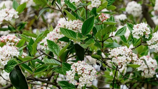 Snowy blooms of the Viburnum plant