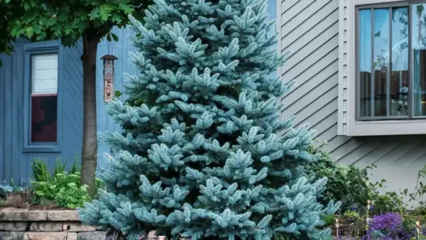 Spruce Tree Image